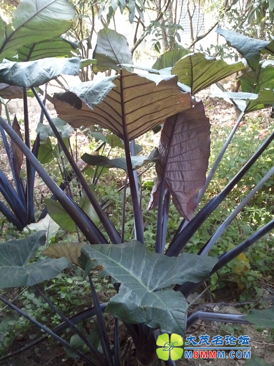 WP_002256.jpg