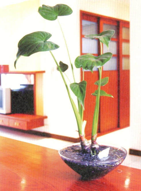 psb (1).jpg
