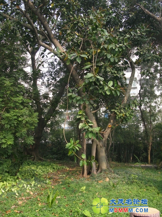 Ƭ 098.jpg