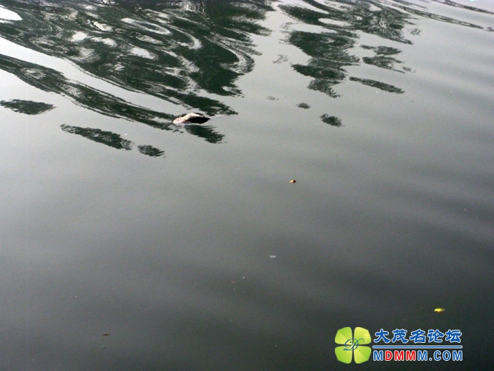 Ƭ 094.jpg