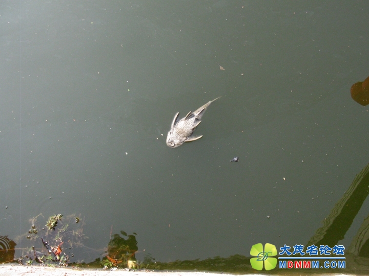 Ƭ 080.jpg