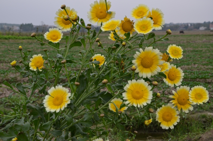 DSC_1507.jpg