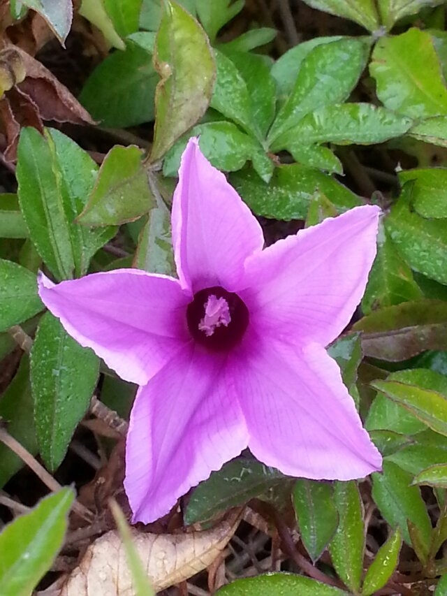 花7.jpg