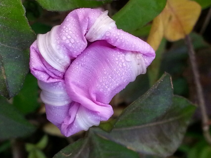 花4.jpg