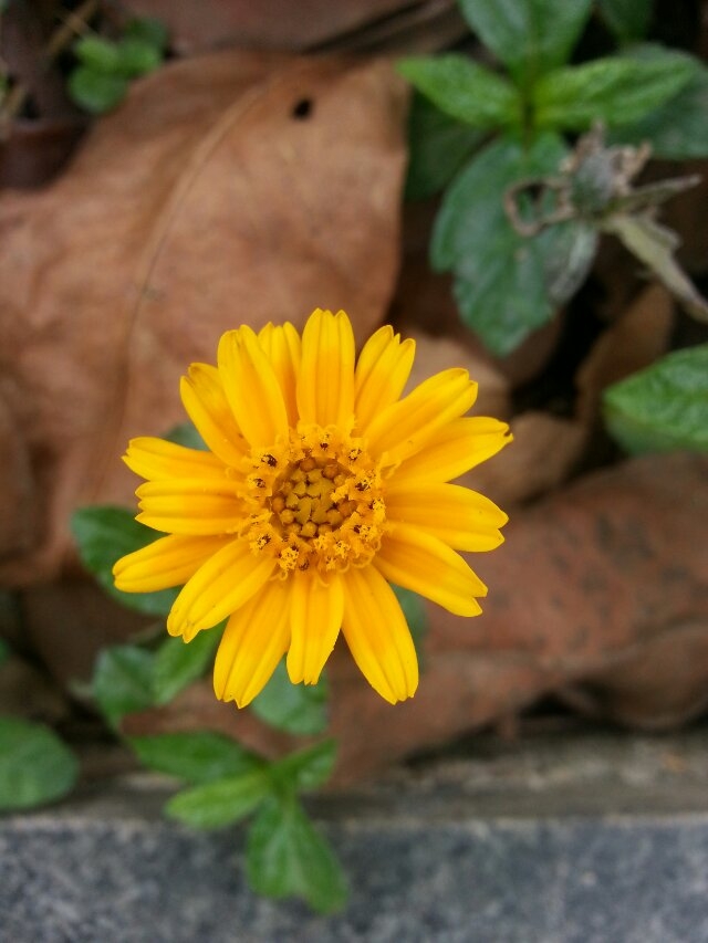 花9.jpg