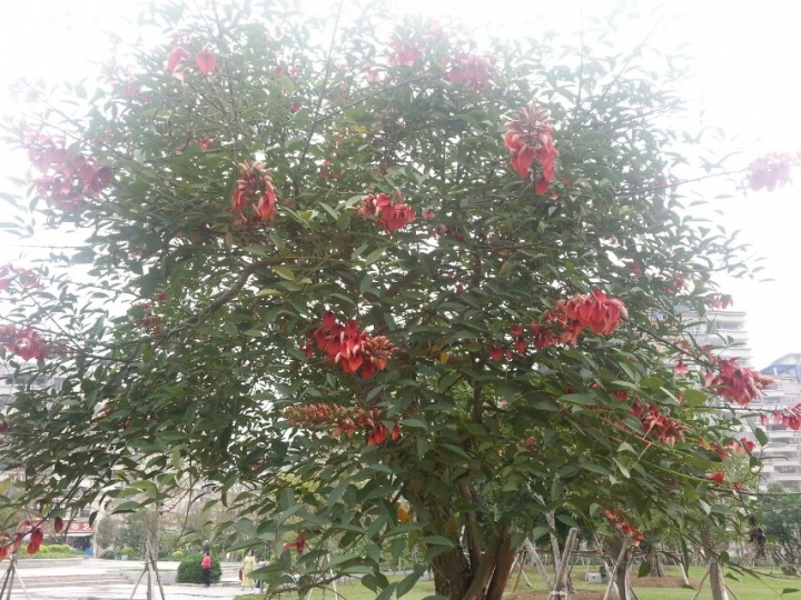 花9.jpg