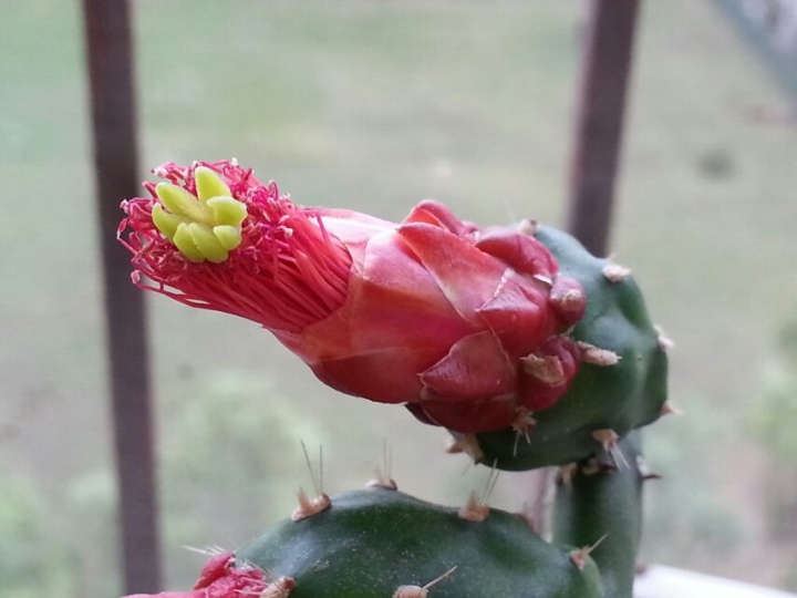 花1.jpg