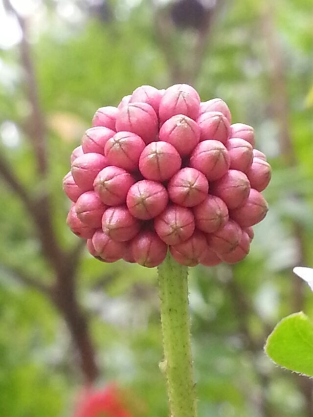 花2.jpg