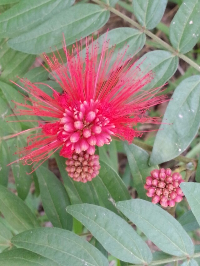 花3.jpg