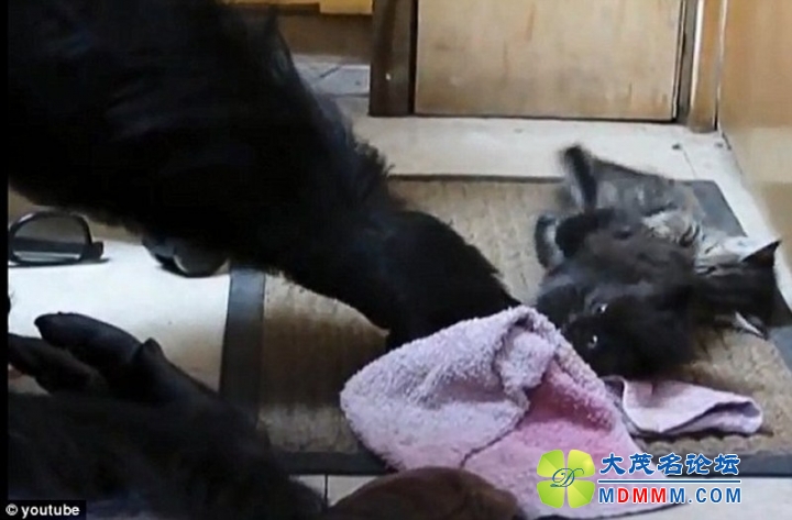 getimg.php?url=http%3A%2F%2Fimg6.cache.netease.com%2Fphoto%2F0025%2F2014-03-24%2F9O42OOMK5M6B0025.jpg