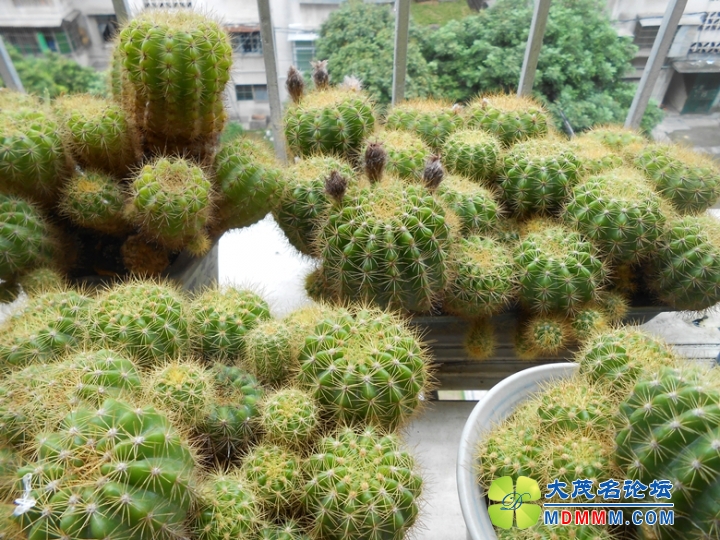 DSCN5540_.jpg