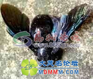 130532gwuqdrpww0bfzoqu.jpg