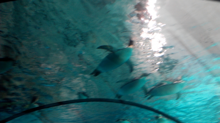 IMG_20140726_131632.jpg