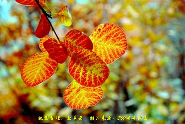 Ҷ t0108db15bfe35ec60f_.jpg