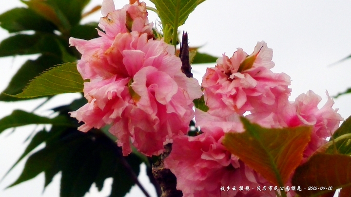 IMG_20150412_110352_副本.jpg