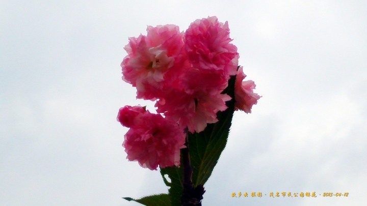 IMG_20150412_110633_副本.jpg
