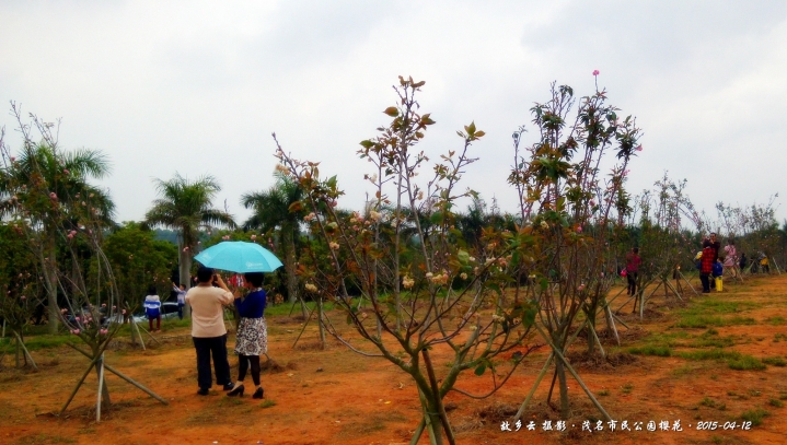 IMG_20150412_110920_副本.jpg