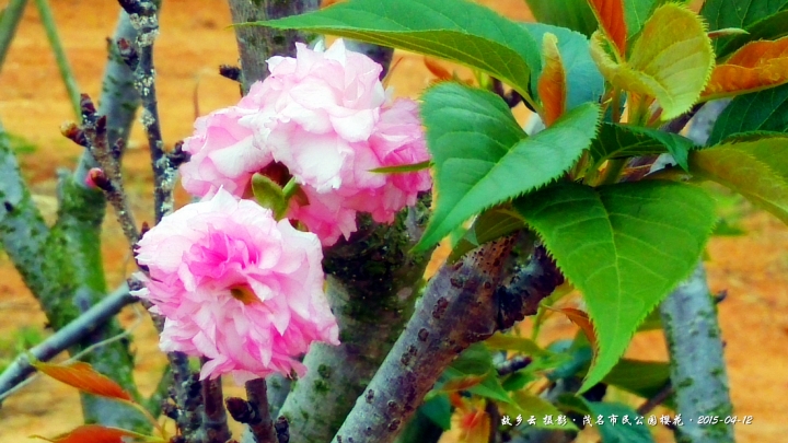 IMG_20150412_111155_副本.jpg