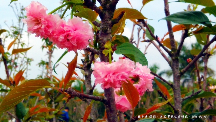 IMG_20150412_111543_副本.jpg
