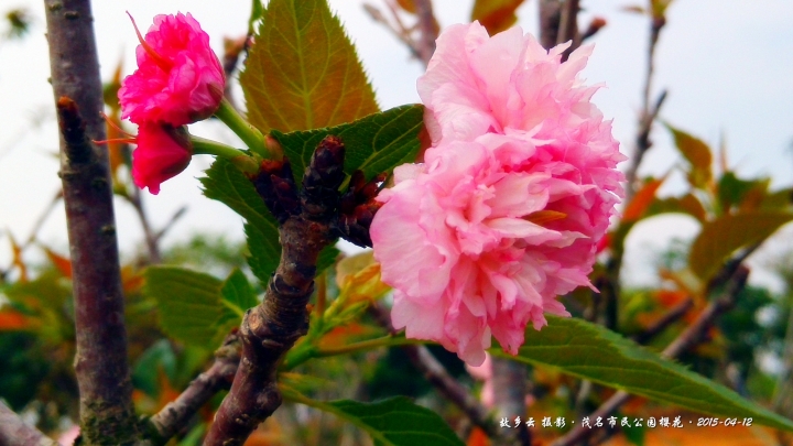 IMG_20150412_111611_副本.jpg