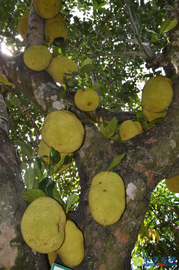 DSC_5302.jpg