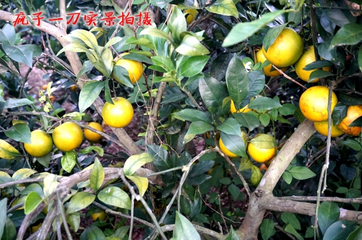 DSC06816.JPG