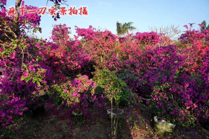 DSC06743.JPG