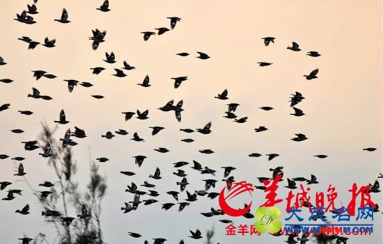 湛江村里限鞭炮来了数万只鸟