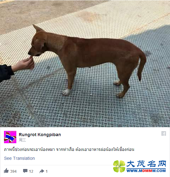 泰国小狗走丢 河边等主人一个多月