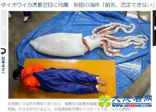 日本海岸现3米长大王鱿鱼尸体 隔天即发生地震