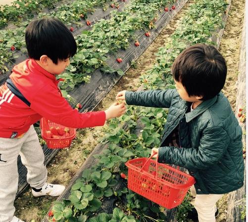 孙俪带着儿子摘草莓 等等提着篮子弯腰摘果实(图)