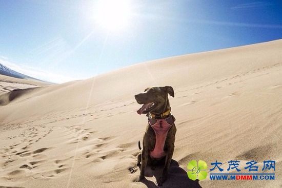 美国小伙患绝症毅然辞职，带爱犬周游全美