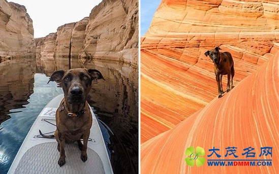美国小伙患绝症毅然辞职，带爱犬周游全美