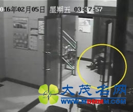 【茶余】女子地铁玩“头悬梁” 动物成“网红”