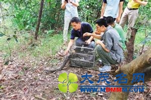 深圳现重达50斤巨蟒身长3米