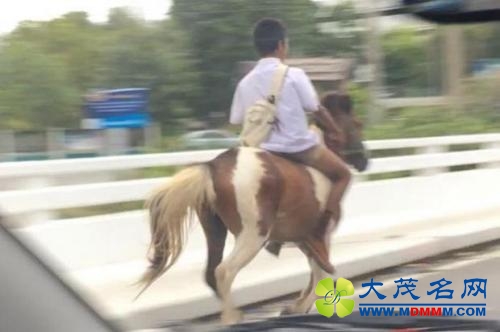 泰国小男孩马路骑马上学 网友称太拉风(图)