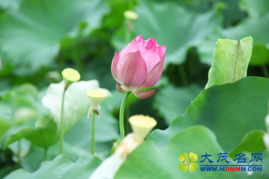 小满节气包括三个物候