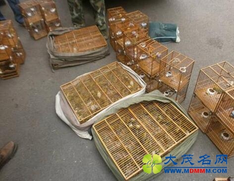 南京“鸟王”非法猎鸟200多只被批捕
