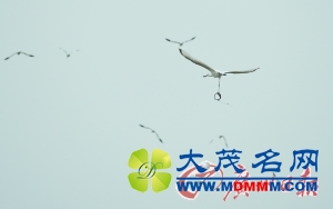 黑脸琵鹭受伤被意外被拍到 广州全城寻鸟（图）