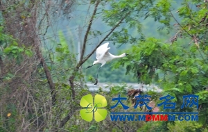 黑脸琵鹭受伤被意外被拍到 广州全城寻鸟（图）