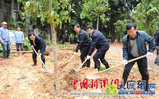 深圳南山全区动员植树 推进城区绿化提升