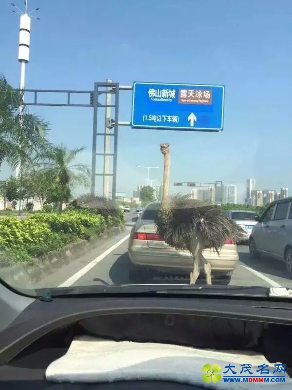 Ұץ
