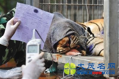 泰国“救虎”行动收官 22人涉走私野生动物被诉