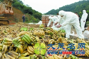 深圳销毁35吨进口“问题蕉”