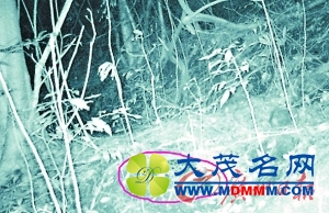 观音山保护区现班灵狸踪影