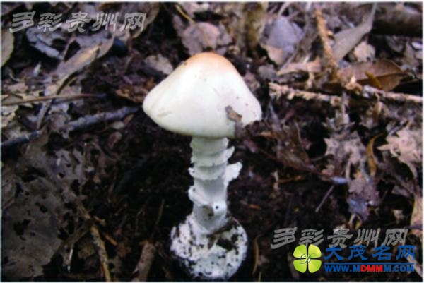贵州进入梅雨季节 蘑菇鲜美但不要乱吃 