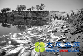 华商报榆林讯（记者 郝锦龙 杨虎元）6月14日，靖边县杨桥畔镇杨一村的石秀斌，承包的龙眼水库里的鱼出现大面积死亡，估计死鱼在十万斤左右。