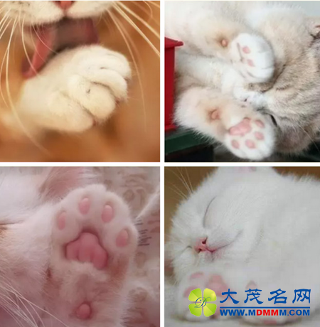 ӣҪèצζ˪ ʮŵ