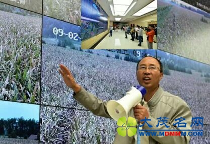 甘肃临泽县玉米制种产业拓宽农民致富路