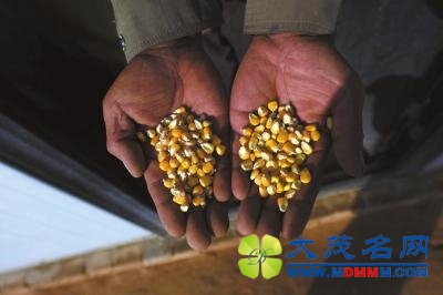 陕西靖边4000亩转基因玉米遭强铲 种子经销商被拘留